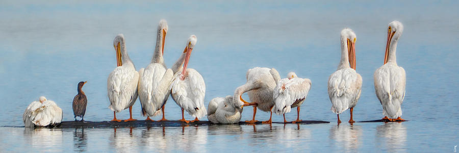 Bird Photograph - Ten Pelicans Minus One by Jai Johnson