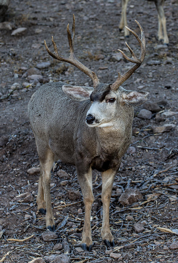 Ten Point Mule Deer Buck Photograph