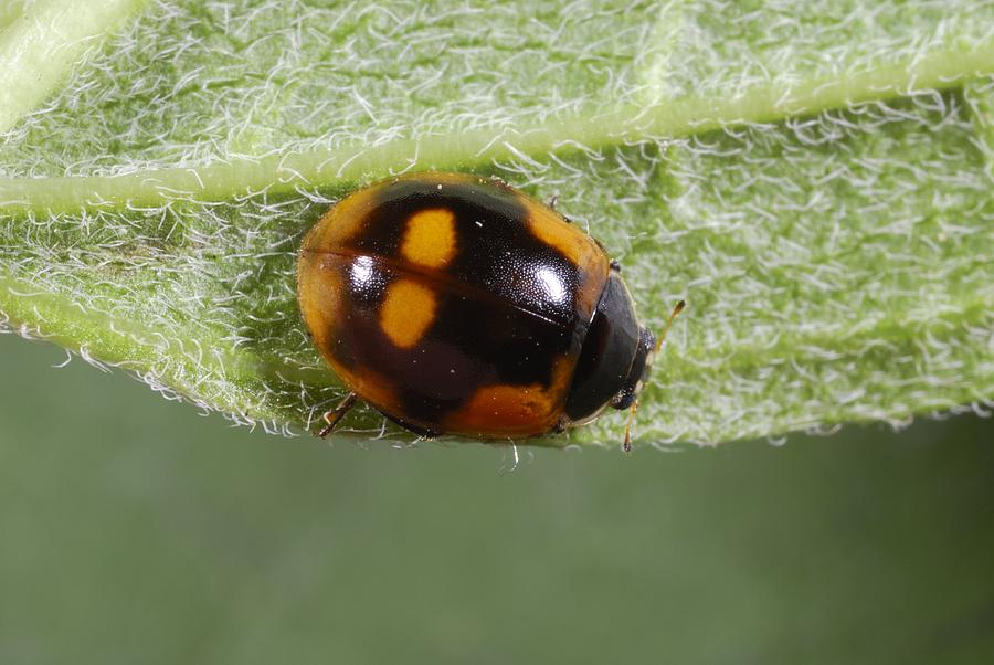 Animal Photograph - Ten-spot ladybird by Science Photo Library