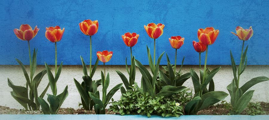 Ten Tulips Photograph by Alan Toepfer