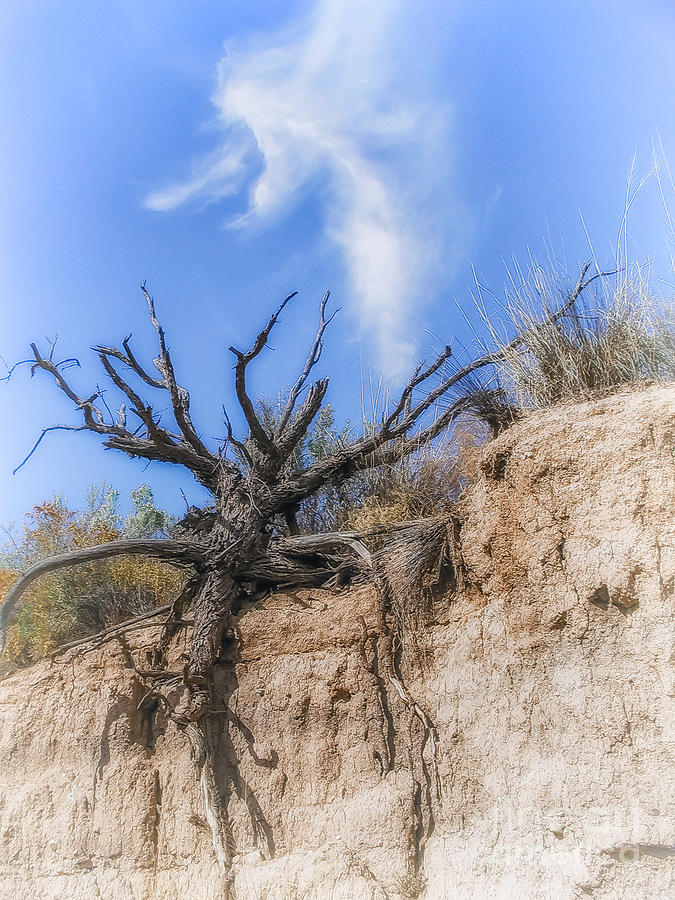 Tenacious Mesquite Photograph