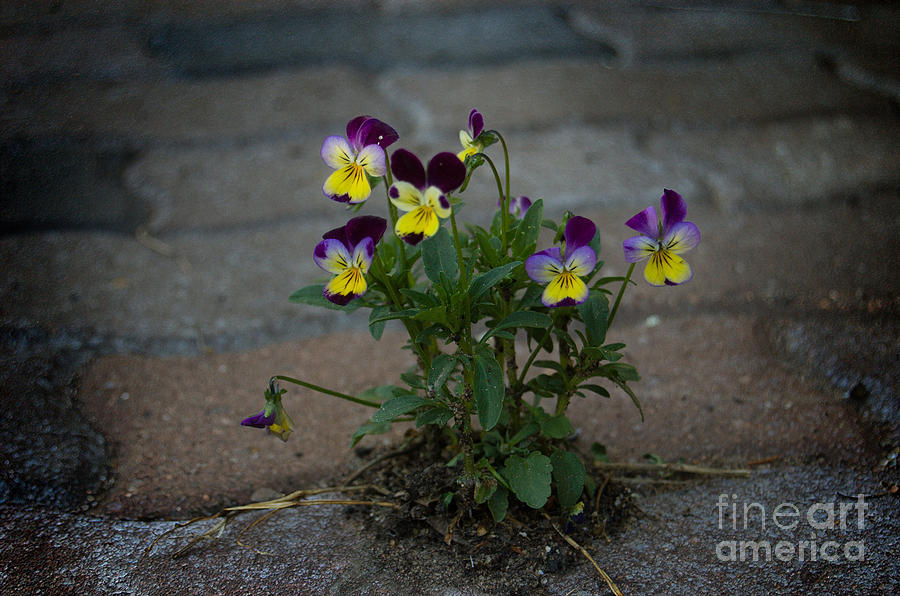 Flowers Still Life Photograph - Tenacity Comes In Small Packages by The Stone Age