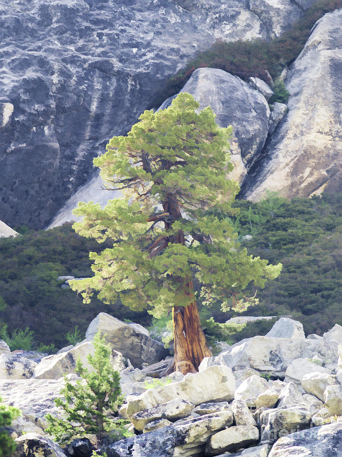 Tenaya Juniper Pine Digital Art by L J Oakes
