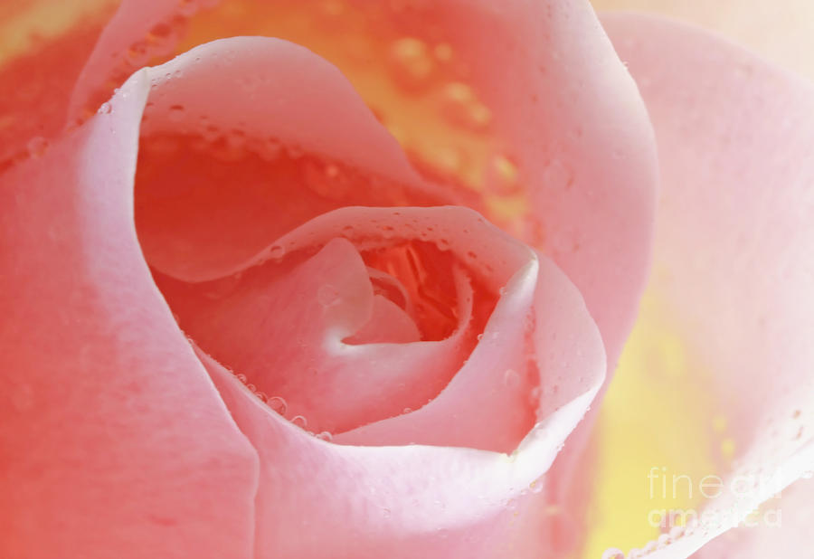Flower Photograph - Tender Caress Soft Pink Rose by Inspired Nature Photography Fine Art Photography
