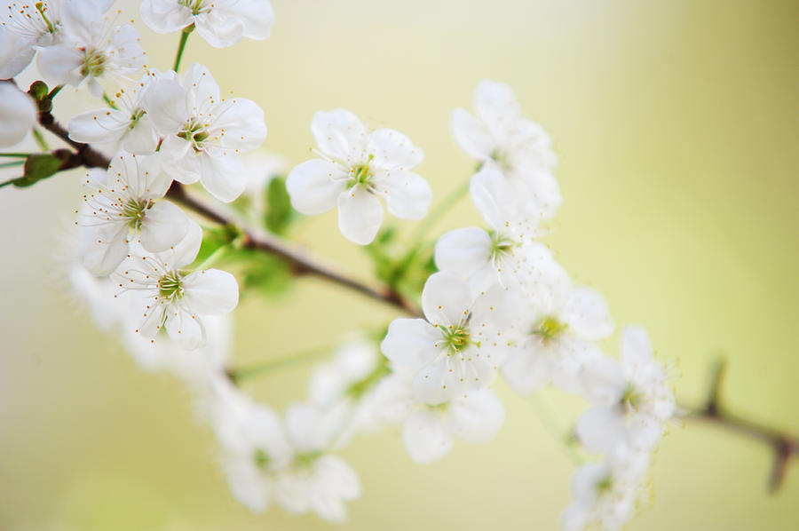 Tender Cherry Blossom Photograph by Jenny Rainbow - Fine Art America