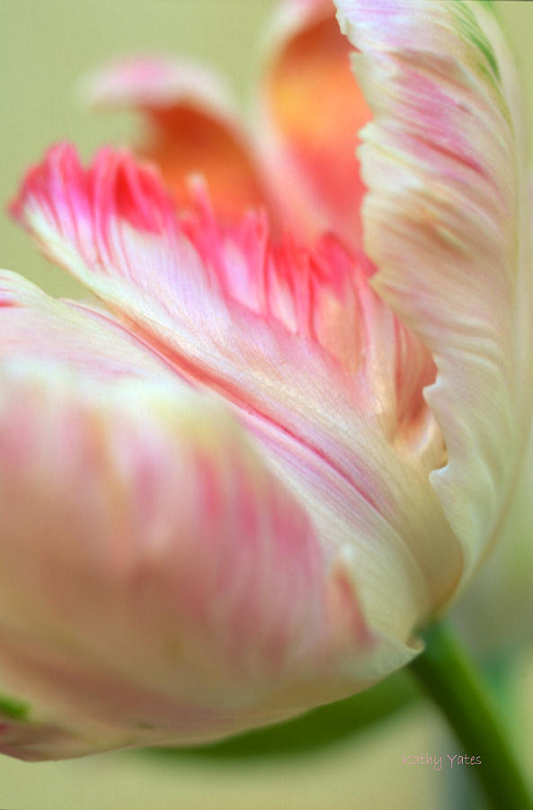 Flower Photograph - Tender by Kathy Yates