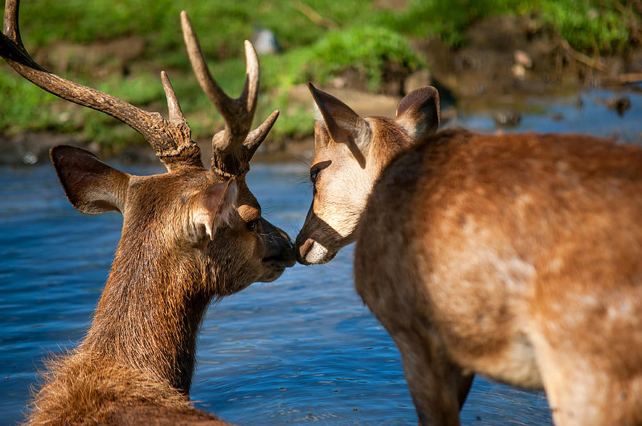 Nature Photograph - Tender Kiss. Deer in the Pamplemousse Botanical Garden. Mauritius by Jenny Rainbow