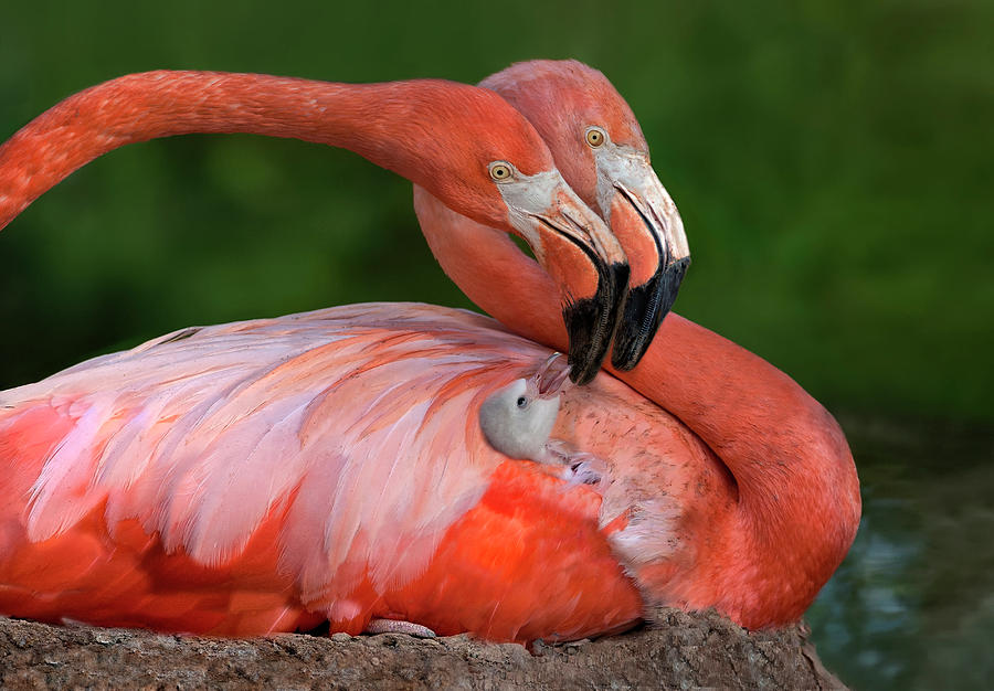 Flamingo Photograph - Tender Love by Xavier Ortega
