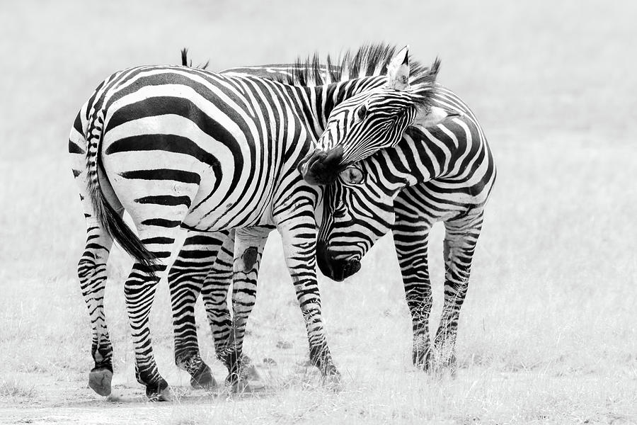 Zebra Photograph - Tender Moment by John Fan