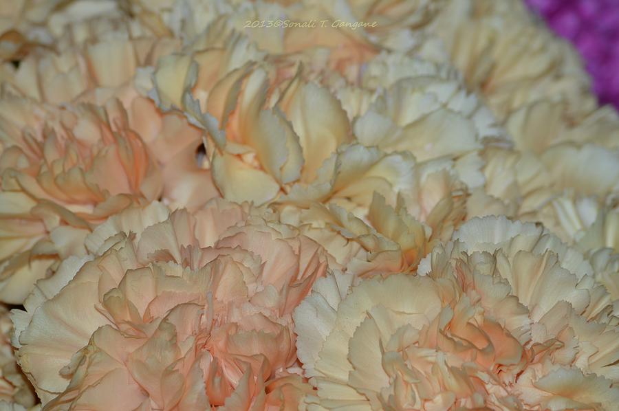Peach Flower Photograph - Tender Touch by Sonali Gangane