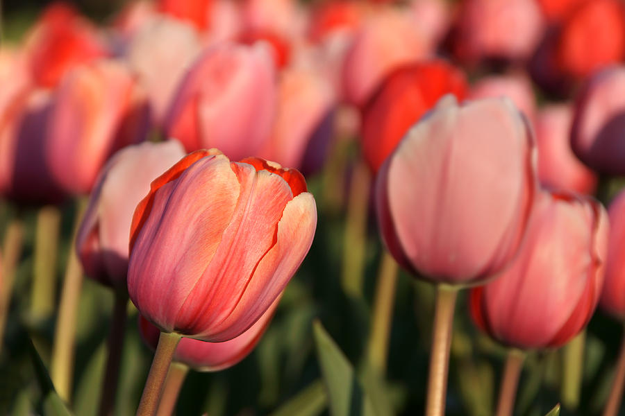 Tender Tulips Photograph by Leda Robertson Tender Tulips Photograph by Leda Robertson
