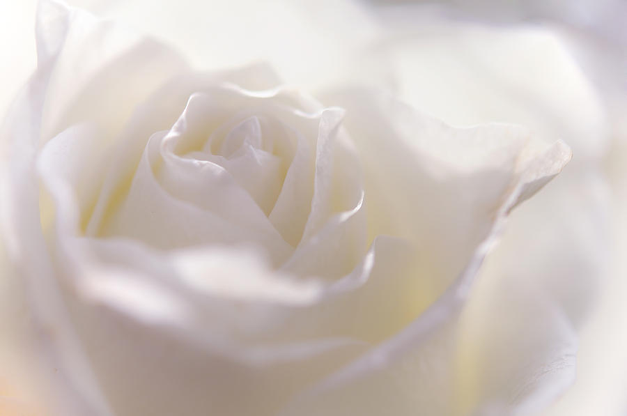 Tender White Rose Photograph by Jenny Rainbow