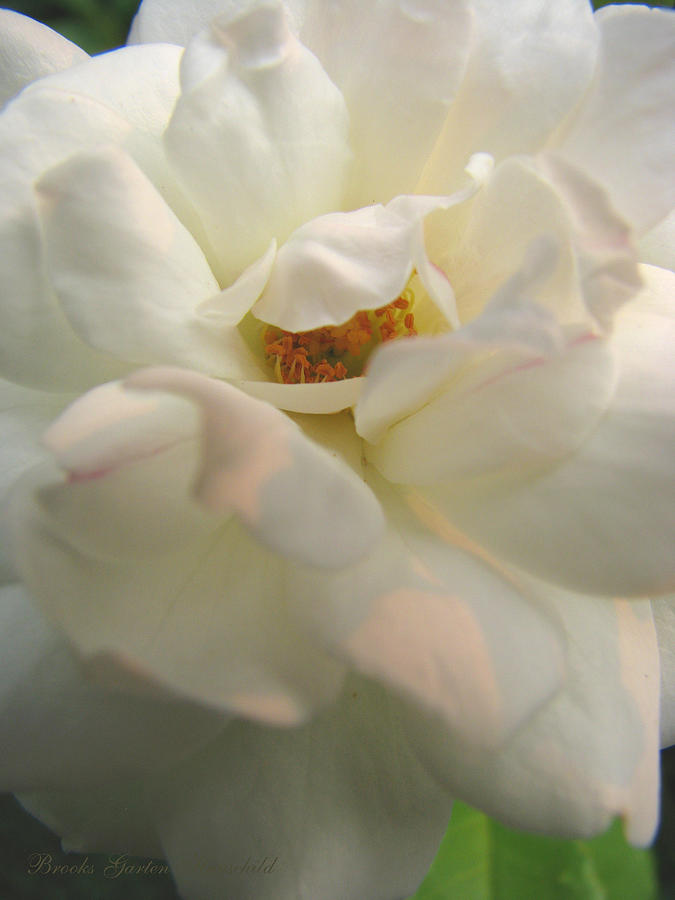 Softly and Tenderly - Rose from My Garden - White Rose Art Photograph by Brooks Garten Hauschild