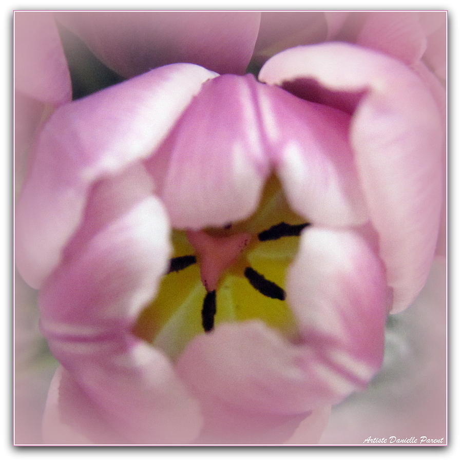 Flower Photograph - Tenderly Pink Tulip Heart by Danielle  Parent