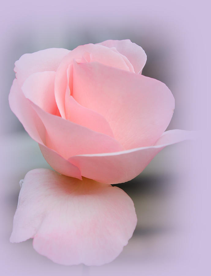 Rose Photograph - Tenderness of a Rose by The Art Of Marilyn Ridoutt-Greene