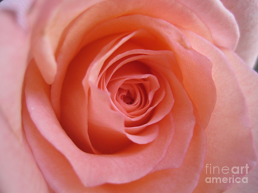 Tenderness Pink Rose 10 Photograph by Tara  Shalton