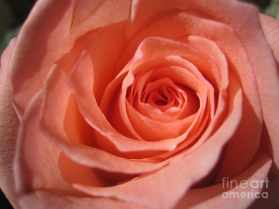 Tenderness Pink Rose 3 Photograph by Tara  Shalton