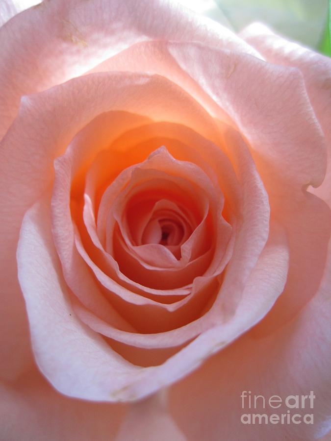 Tenderness Pink Rose 6 Photograph by Tara  Shalton