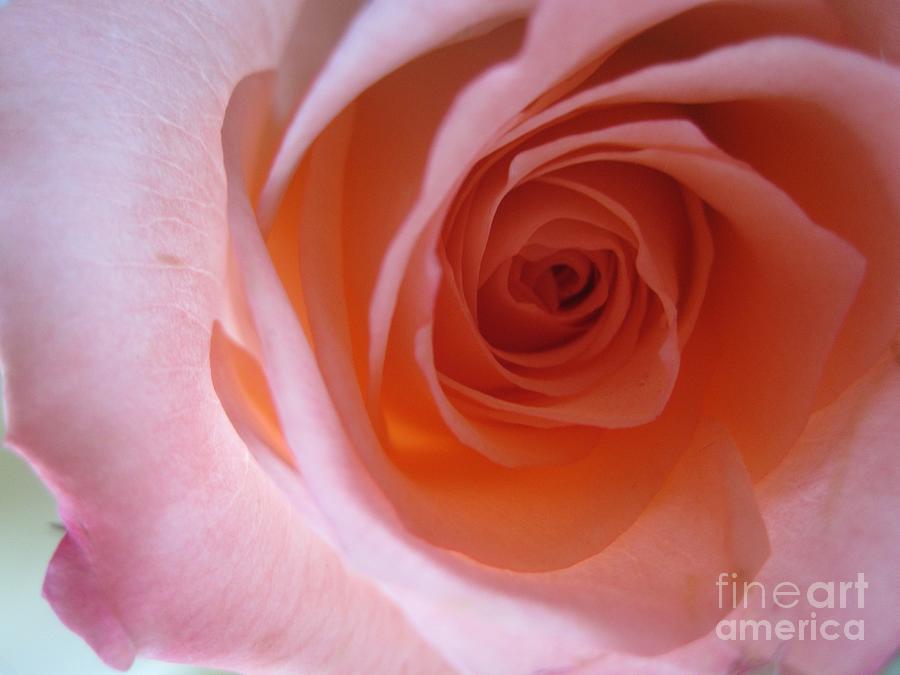 Tenderness Pink Rose 7 Photograph by Tara  Shalton
