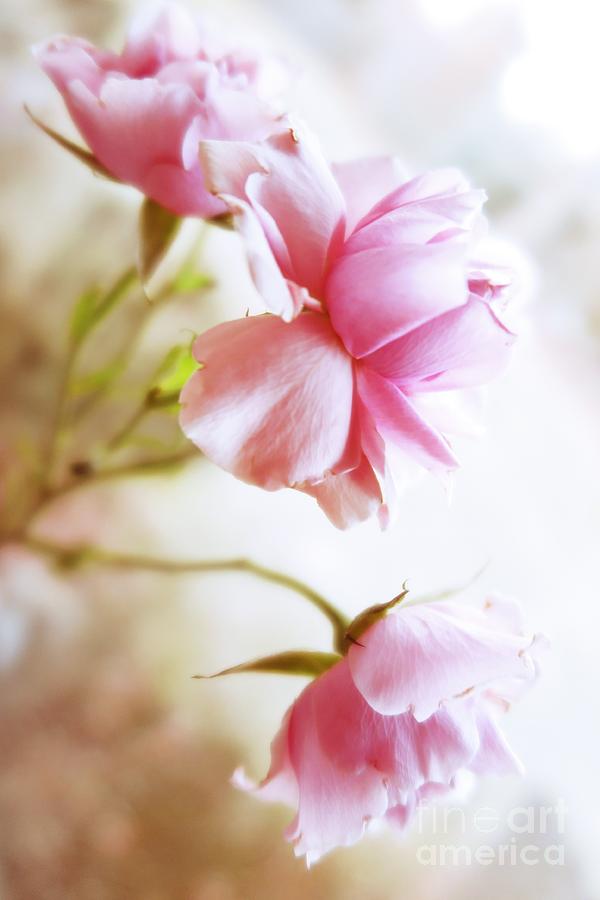 Tenderness Pink Roses Photograph by Tara  Shalton