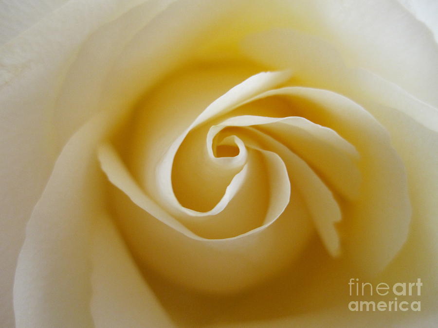 Flower Photograph - Tenderness White Rose 2 by Tara  Shalton