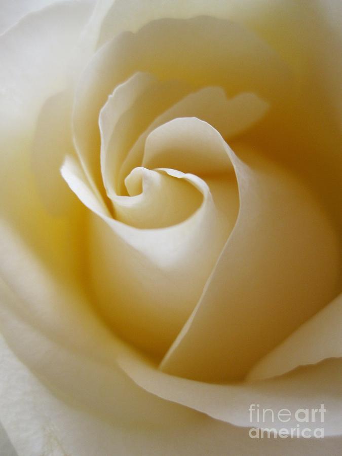 Tenderness White Rose 3 Photograph by Tara  Shalton