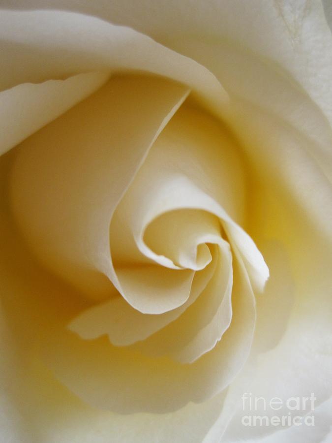 Tenderness White Rose 4 Photograph by Tara  Shalton