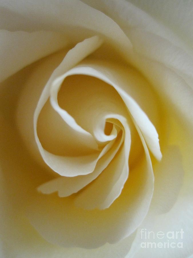 Tenderness White Rose 5 Photograph by Tara  Shalton