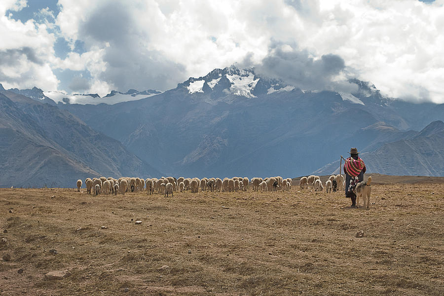 Tending her Sheep  Photograph by Patricia Bolgosano