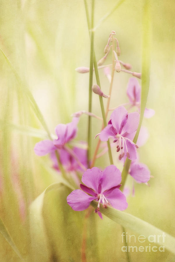 Flower Photograph - Tendresse by Priska Wettstein