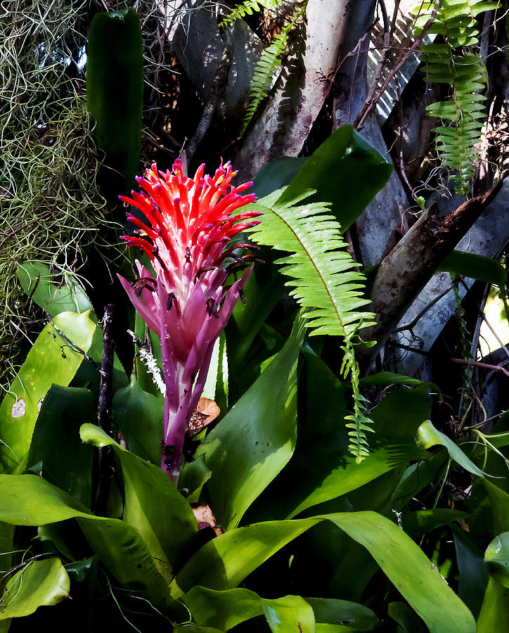 Bromeliad Photograph - Tendrils Of Red by Norman Johnson Bromeliad Photograph - Tendrils Of Red by Norman Johnson