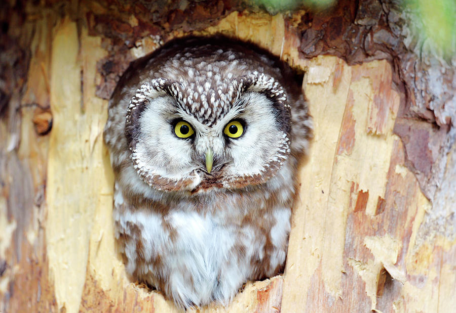 Owl Photograph - Tengmalms Owl by Dr P. Marazzi