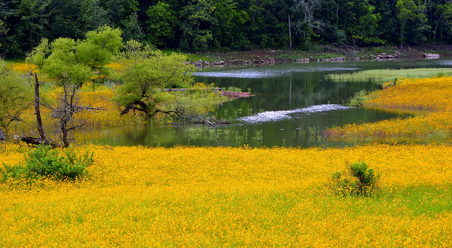 Tennessee Black-eyed Susan Field Photograph by Kathy Barney