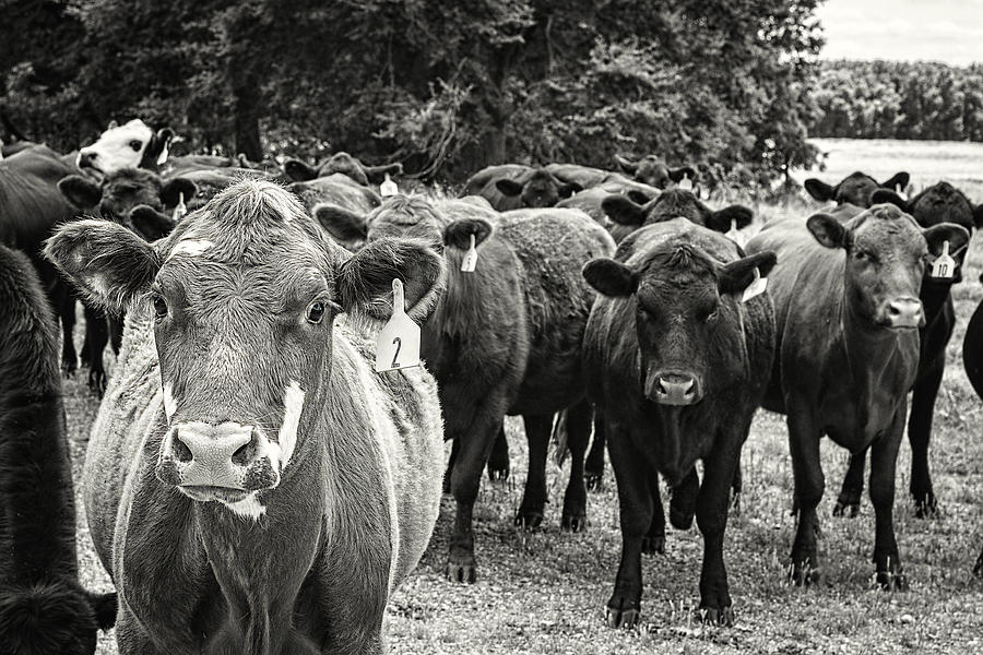 Tennessee Cattle Photograph by Jon Woodhams