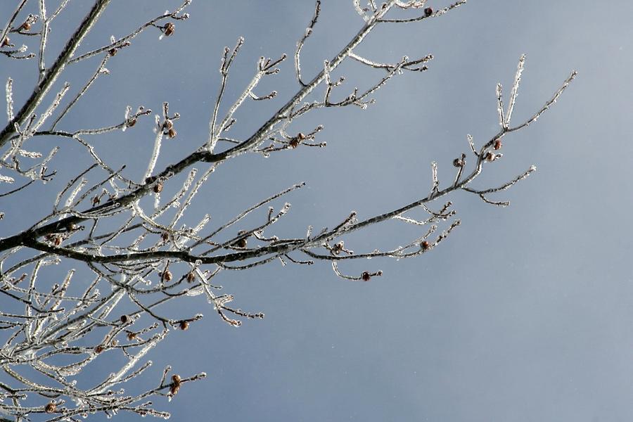 Tennessee Ice Storm 2015 Photograph by Cody Cookston - Fine Art America