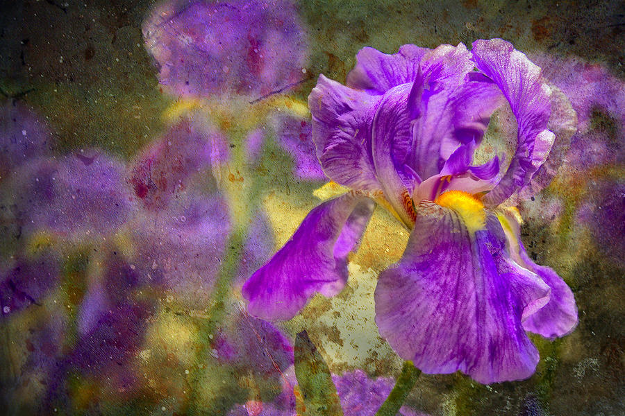 Tennessee Iris Photograph by Diana Powell