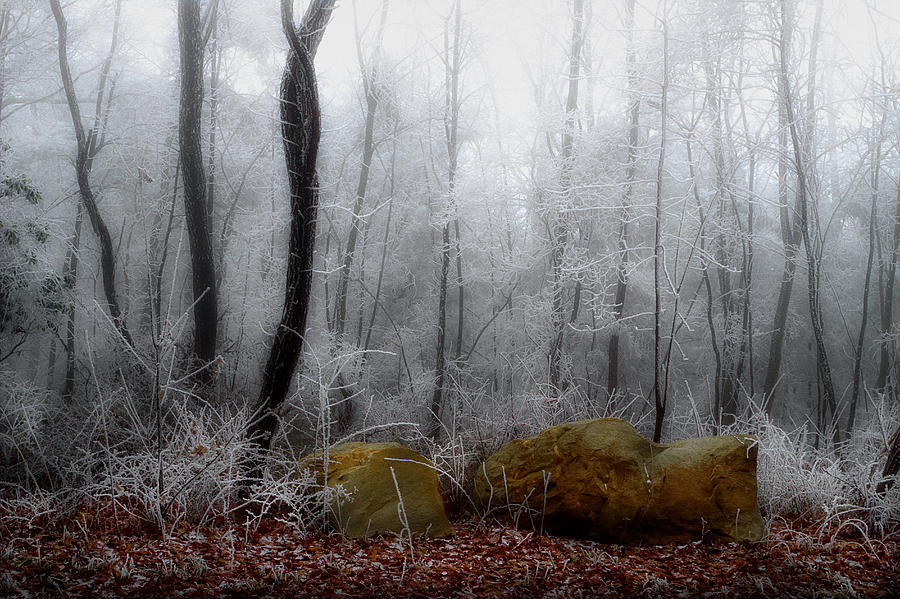 Tennessee Mountain Frost Photograph by Michael Eingle