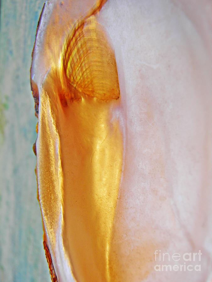 Shell Photograph - Tennessee Shellfish Abstract 4 by Sarah Loft