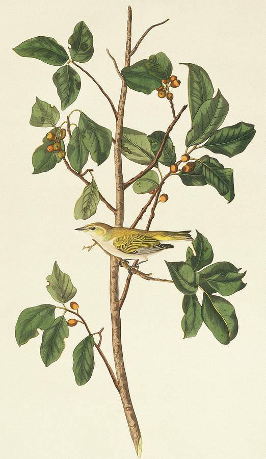 Tennessee Warbler Photograph by Natural History Museum, London/science Photo Library