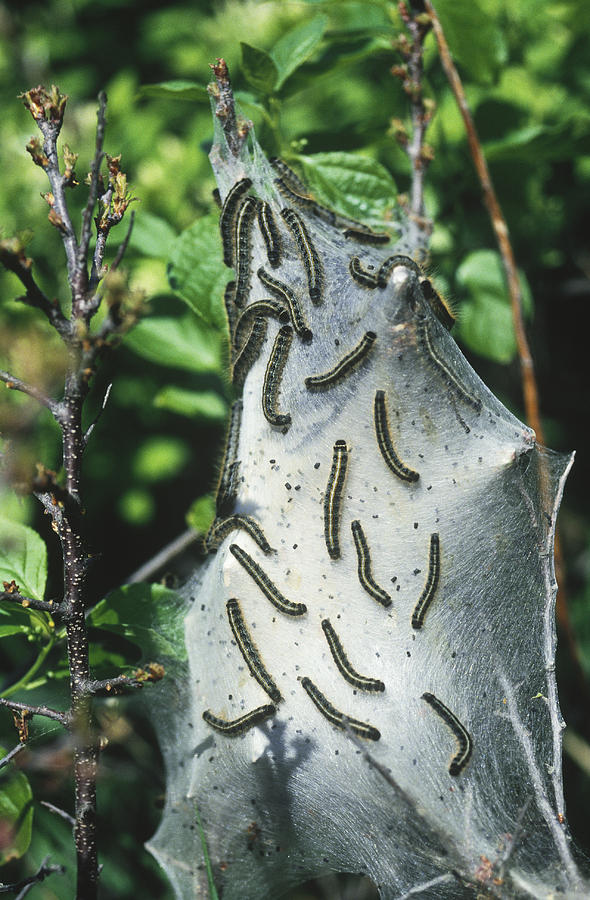 Tent Caterpillars Photograph by Charles Angelo