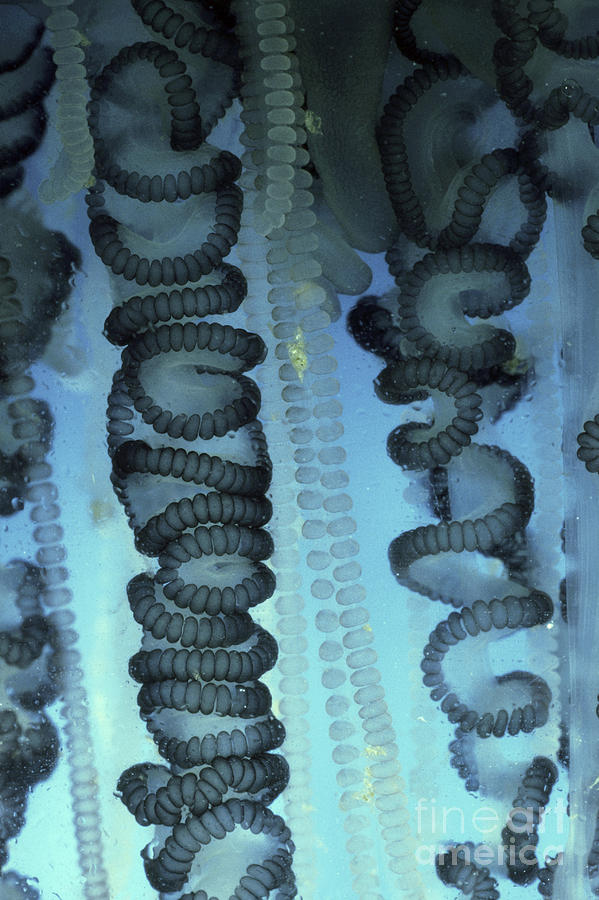 Animal Photograph - Tentacles Of A Portuguese Man-o-war by Gregory G. Dimijian, M.D.