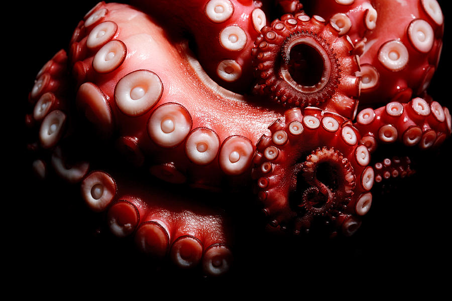 Tentacles Of Octopus Photograph by Chang