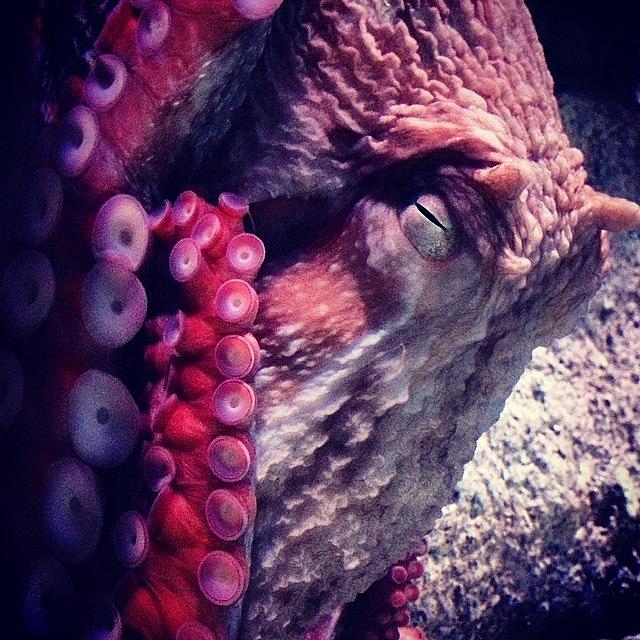 Octopus Photograph - #tentacles #tentacle #octopus by Kerri Ann McClellan