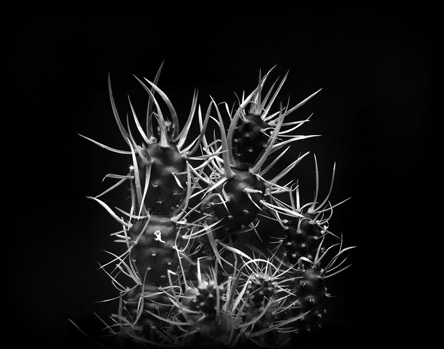 Tephrocactus articulatus cactus Photograph by Nathan Abbott