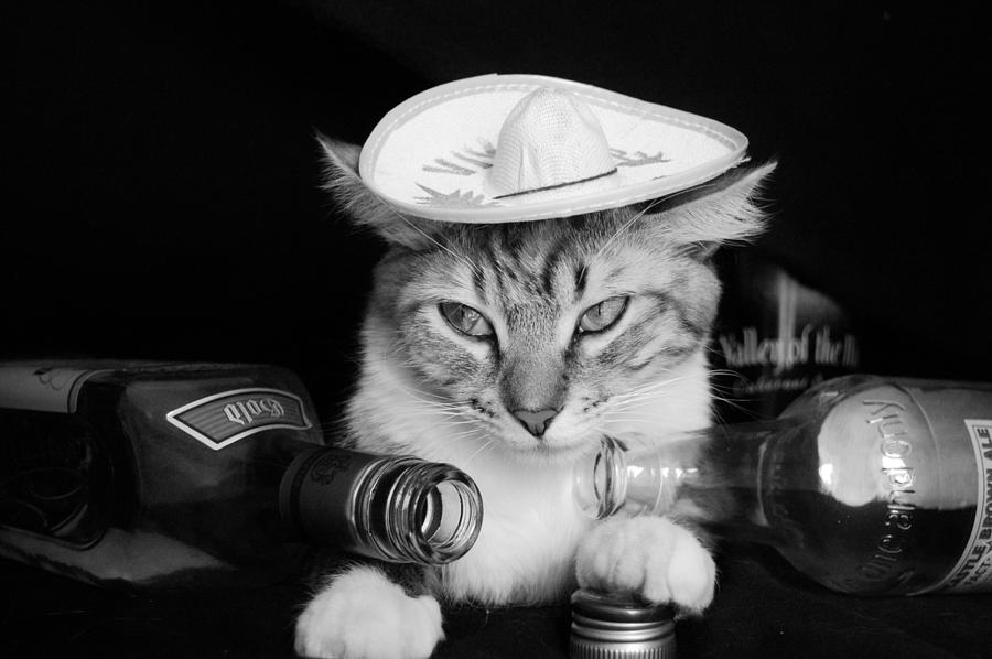 Cat Photograph - Tequila Cat by Cuca Montoya