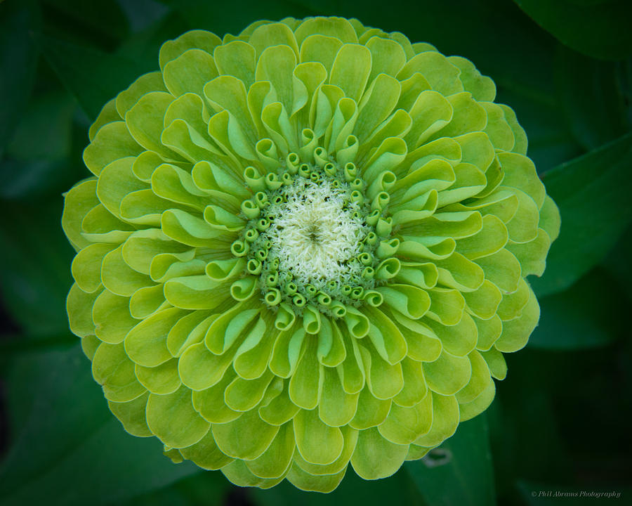 Tequila Lime Zinnia Photograph by Phil Abrams