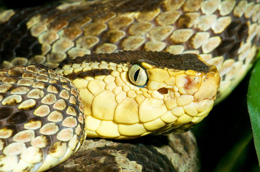 Terciopelo Snake Photograph by Millard H. Sharp