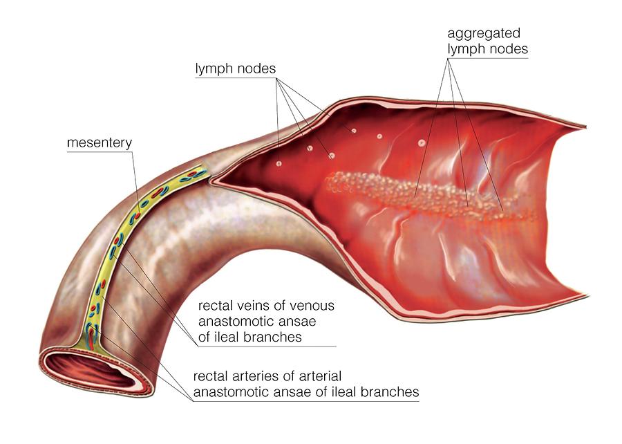 terminal ileum anatomy