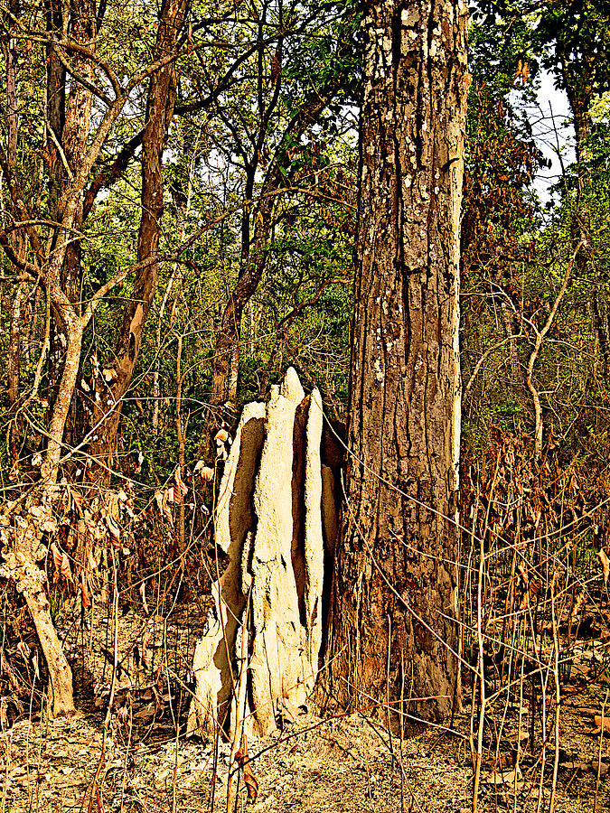 Termite Hill next to Sal Tree in Jungle Forest in Chitwan National Park, Nepal Photograph by Ruth Hager