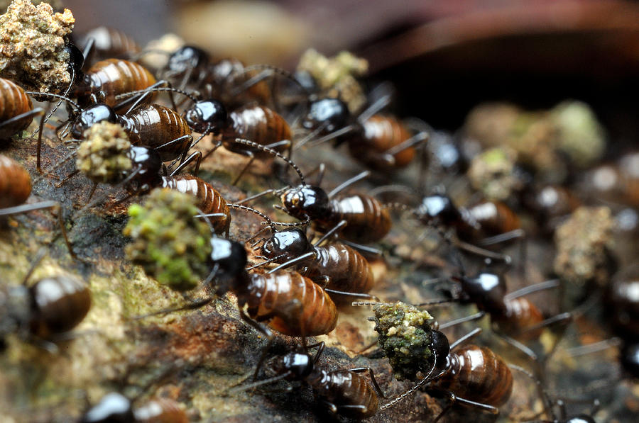Termite Migration Photograph by Nazarudin Wijee